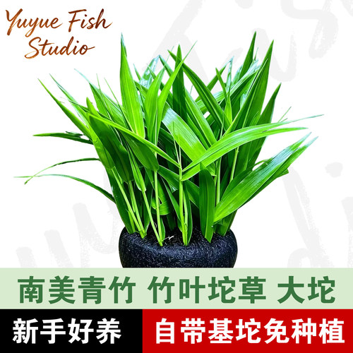 青竹草坨懒人水草增氧净水免打理入缸成景阴性水草鱼缸造景入缸活