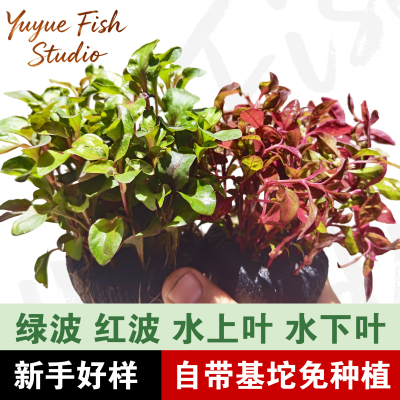 鱼缸造景入缸成景洪波水草淡水水草净化水质活体新手水草无需底沙