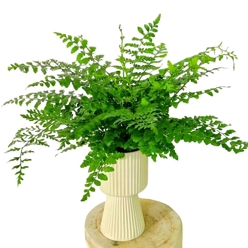 吉姆蕨盆栽网红蕨类植物办公室绿植室内欧洲蕨平安蕨宝石蕨铁线蕨