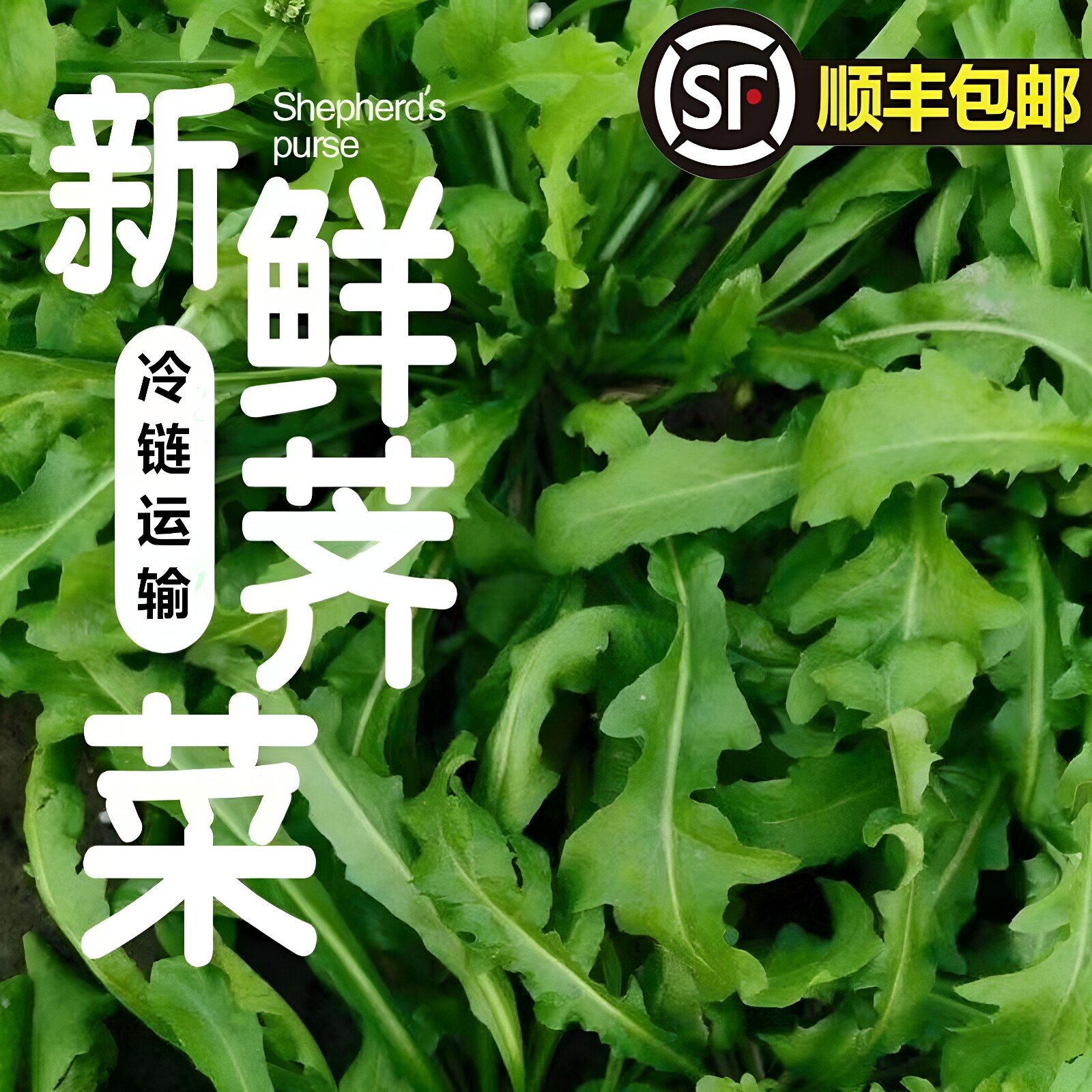 2026新鲜河南荠菜现挖