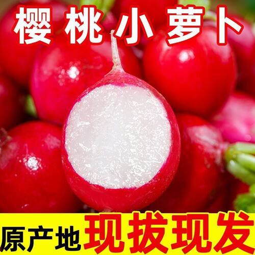 新鲜樱桃萝卜小萝卜泡菜专用