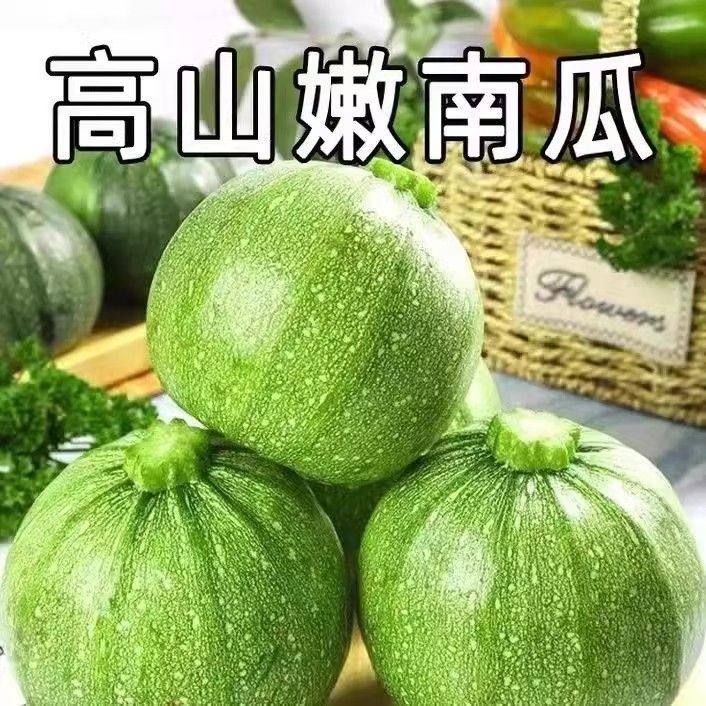 农家自种嫩南瓜新鲜绿皮小圆瓜