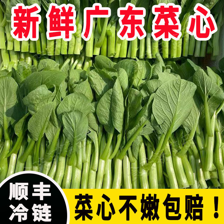 当季广东新鲜菜心正宗广东菜苔绿叶鲜嫩农家清甜时令蔬菜火锅配菜