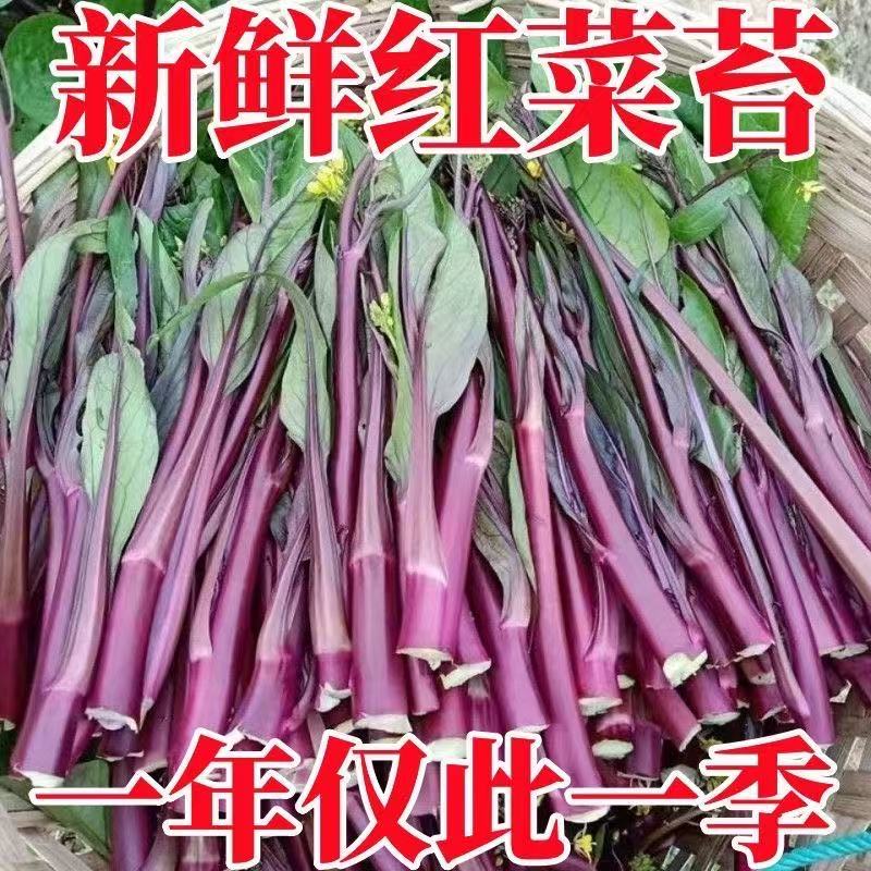 红菜苔新鲜时令农家自种