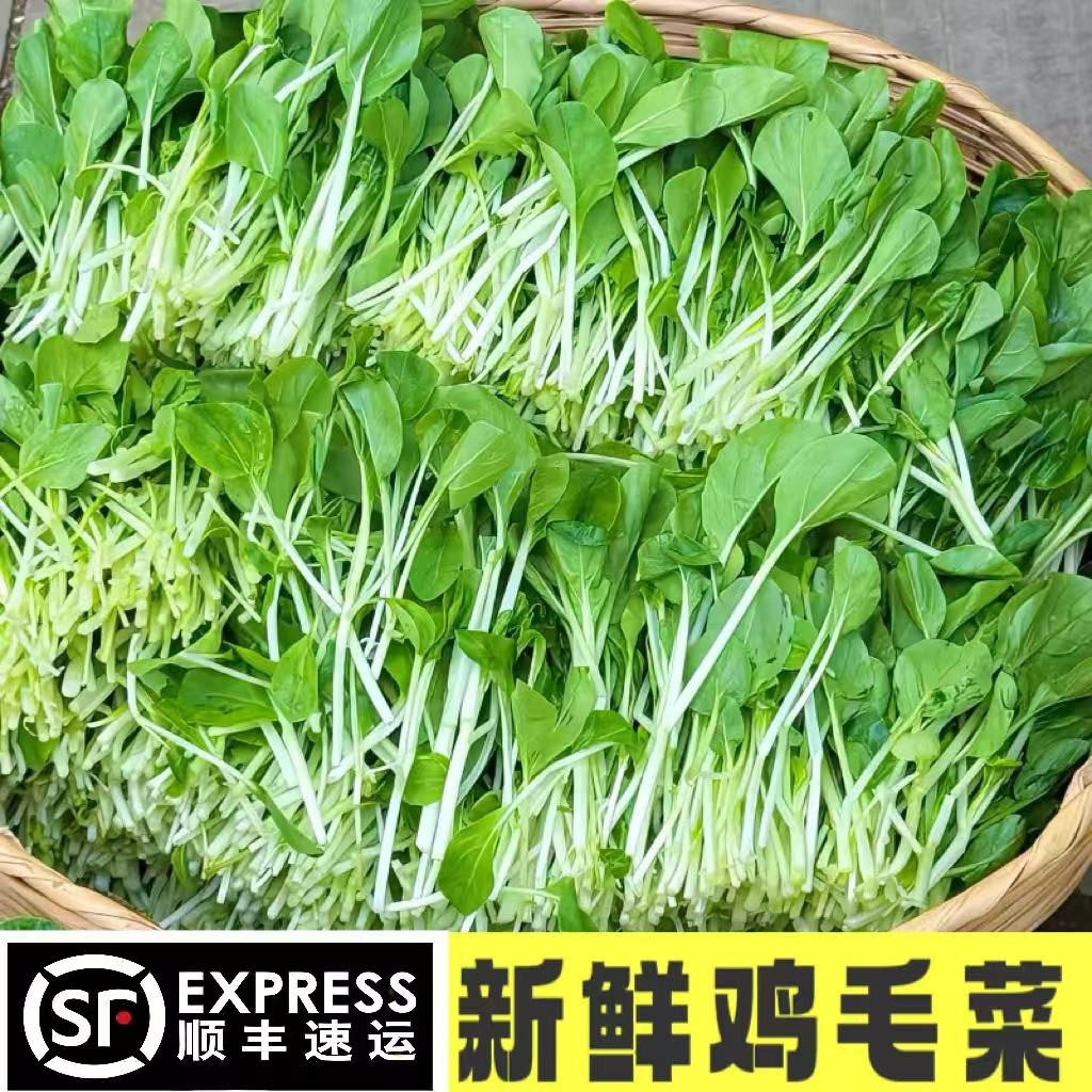 新鲜鸡毛菜顺丰冷链包邮