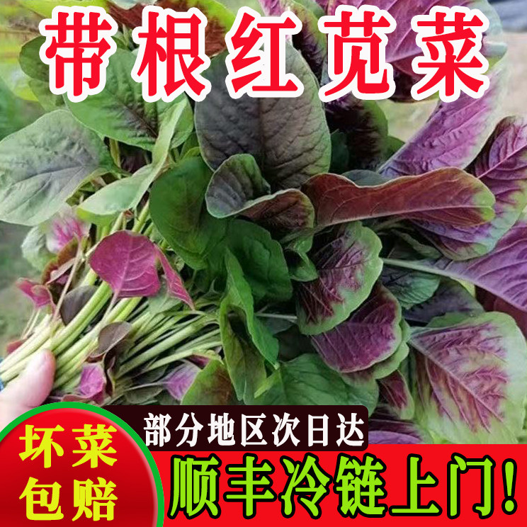 苋菜新鲜蔬菜红苋菜顺丰冷链包邮