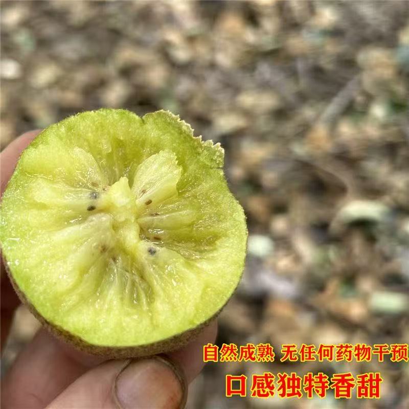 湘西富硒有机黄心猕猴桃农户地头价