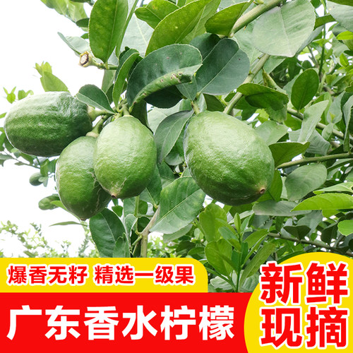 广东香水柠檬一级果新鲜无籽摆摊