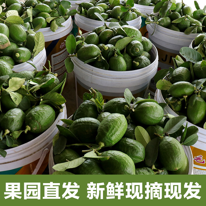 正宗广东香水柠檬无籽一级果二级果奶茶店专用新鲜现摘爆香青柠檬