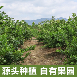 正宗广东香水柠檬无籽一级果二级果奶茶店专用新鲜现摘爆香青柠檬
