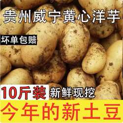 贵州新鲜土豆大中小毕节威宁洋芋高山马铃薯农家十斤黄心土豆种子