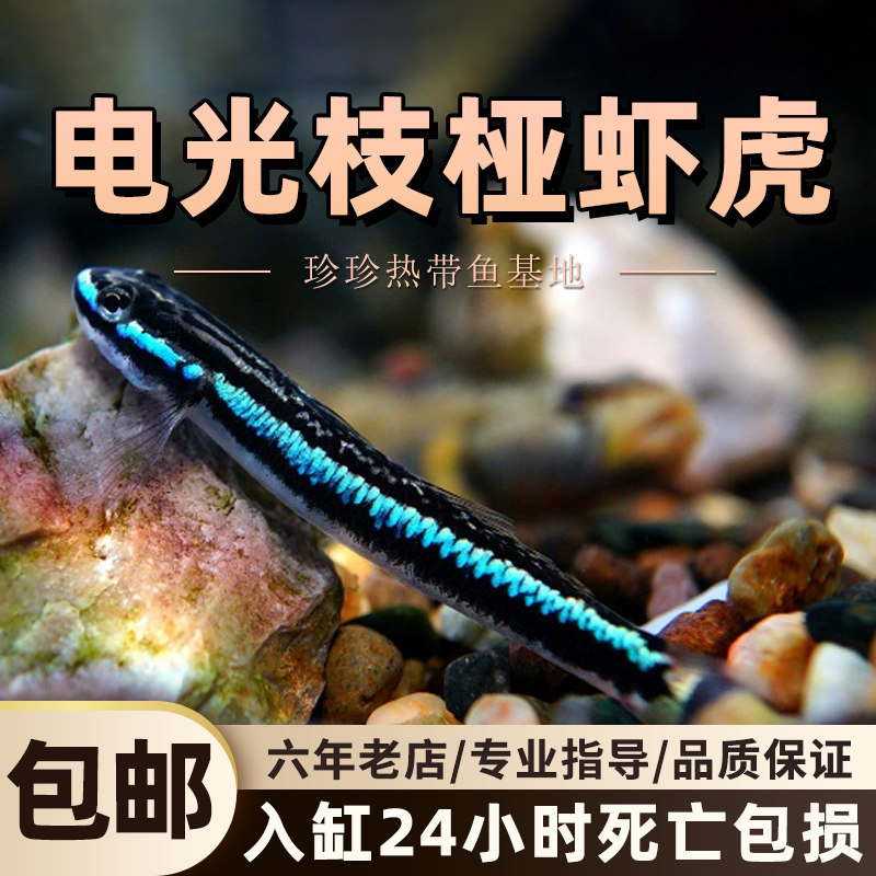 速发电光生桠虾虎氏枝桠虾虎鱼淡水冷水饲养原枝具藻清洁工除鱼