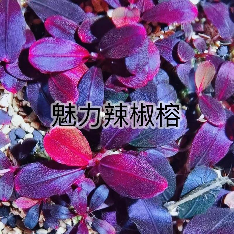 现货速发辣椒榕水下叶幽灵蓝精灵布朗尼沉木造景草缸稀有发色新手