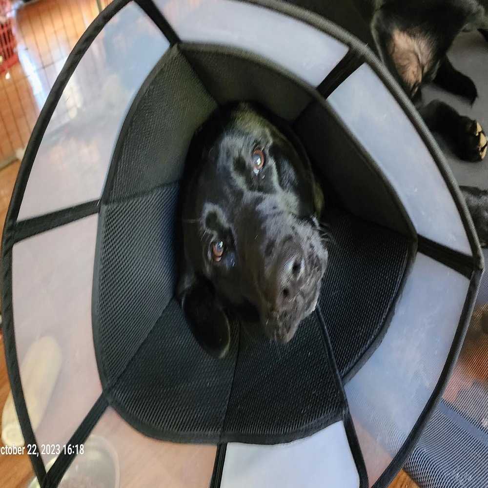 好货伊丽莎白圈狗狗猫咪耻辱圈宠物大型犬防舔防咬项圈头套绝育脖