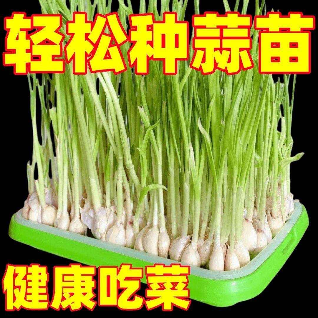 加厚种菜盆室内芽苗菜豌豆苗豆芽盘无土育苗水培蔬菜阳台家用盆