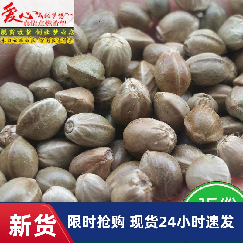 新货麻子大粒生新鲜火麻子麻籽人食用原味非五香云南特产零食包邮