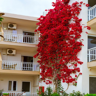 巴西三角梅四季爬藤植物重瓣花苗庭院地栽室外花卉盆栽阳台开花