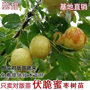 伏脆蜜枣苗南北方庭院耐寒特大枣子树苗盆栽嫁接枣树果苗当年结果