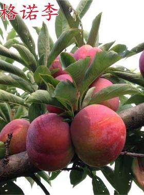 嫁接安哥诺李子苗树苗红色安格诺李李子树苗特大果树南方果树果苗