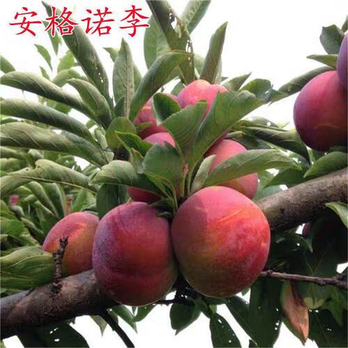 嫁接秋姬李子树苗脆甜离核晚熟