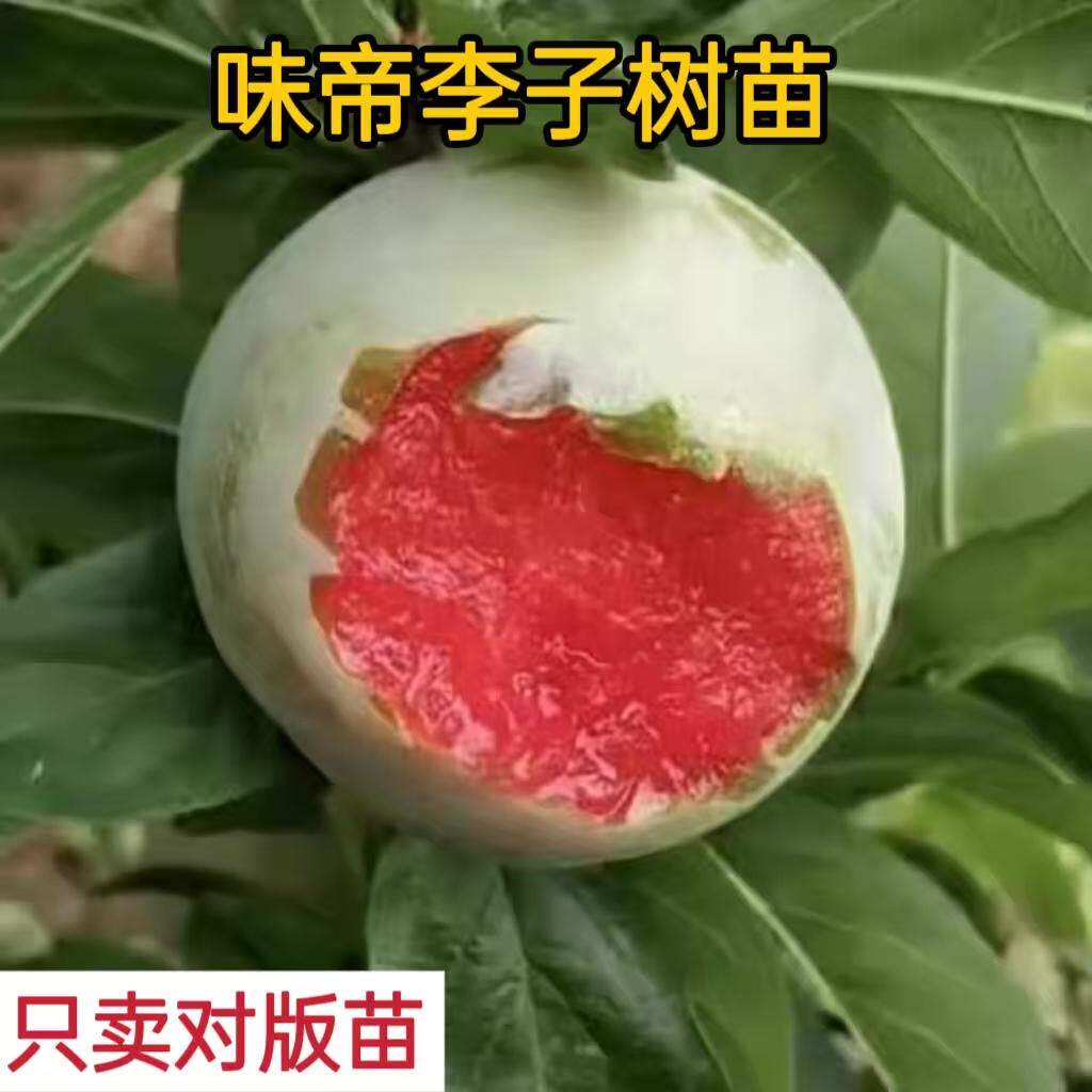味帝李子苗杏李苗李子树苗美国杏李红肉李子味帝李子苗李子地栽苗