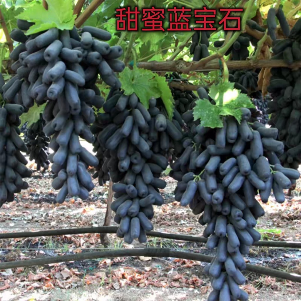 无籽甜蜜蓝宝石葡萄树苗当年结果