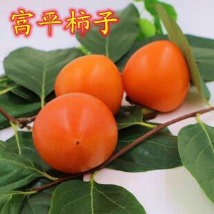 富平柿子树苗嫁接脆甜尖柿树苗脱涩无核柿子苗盆栽南北方地栽庭院