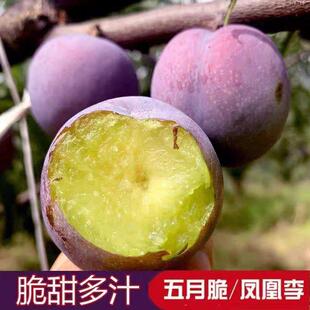 五月脆李子树苗凤凰李苗早熟一点红嫁接脱骨李子苗南北方盆栽地栽