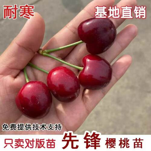 先锋大樱桃树樱桃苗南北方地栽特大果树盆栽嫁接车厘子树当年结果