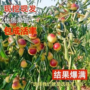 正宗沾化二代冬枣沾化三代冬枣冰糖枣苗大果蟠枣活苗庭院盆栽地栽