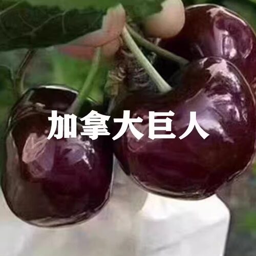 加拿大巨人大樱桃树苗嫁接特大车厘子苗盆地栽南方北方当年结果