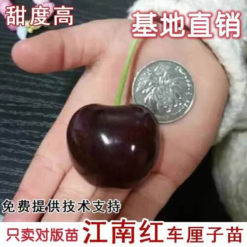 嫁接江南红樱桃树苗特大车厘子树苗果树果苗嫁接南方北方当年结果