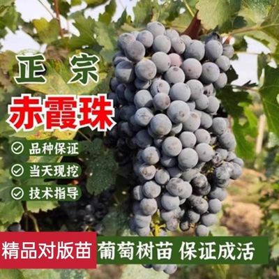 赤霞珠盆栽地栽无籽黑葡萄苗南方北方酿酒爬藤庭院苗果苗当年结果