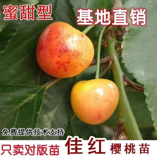 嫁接佳红樱桃苗南方北方盆栽地栽大果黄樱桃苗大樱桃当年结果树苗