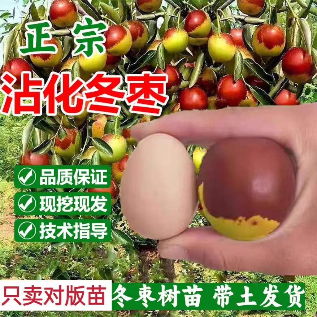 沾化冬枣树活苗特大嫁接苗超甜冬枣甜丝枣树果苗南方北方盆栽地栽