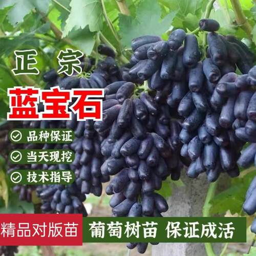无核甜蜜蓝宝石葡萄树苗无籽黑提爬藤葡萄苗南方北方盆栽当年结果