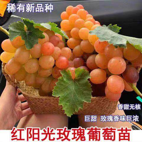 红色阳光玫瑰葡萄树苗嫁接无籽红夏音提子苗爬藤南北方当年结果苗
