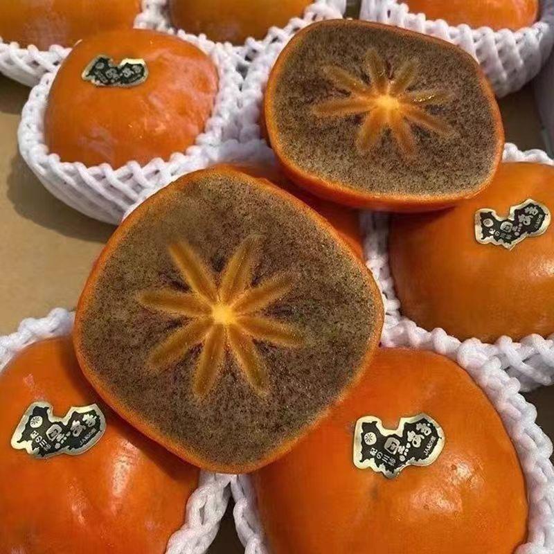 嫁接日本和歌山黑甘柿子树苗黑糖黑金柿子苗脆甜巧克力柿当年结果