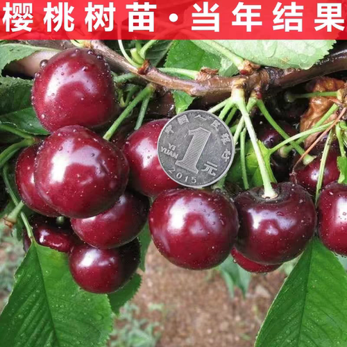 嫁接车厘子树苗正宗樱桃树苗