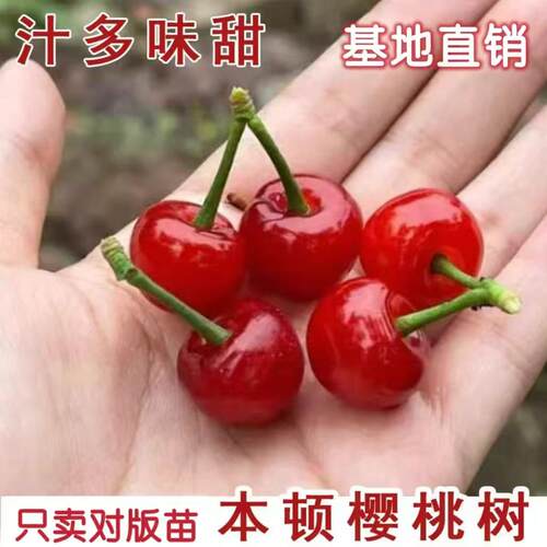 嫁接本顿樱桃树苖早熟矮化车厘子树苗云盆栽地载南方北方当年结果