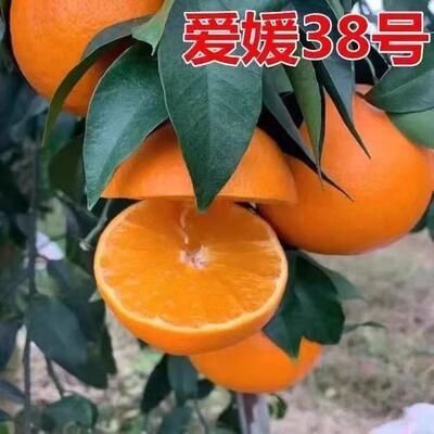 红美人爱媛38号28号苗橘子柑橘沙糖桔树苗南方盆地栽北方当年结果