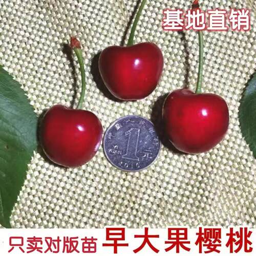嫁接早熟大樱桃车厘子苗早大果樱桃树苗盆栽地栽南方北方当年结果
