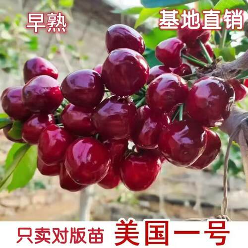 嫁接新品种美国一号大樱桃车厘子树苗特大果樱桃苗盆栽地栽果树苗