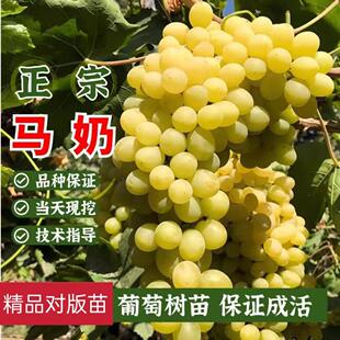 无核马奶提子葡萄苗新疆无籽白牛奶爬藤葡萄树苗南方北方盆栽地栽