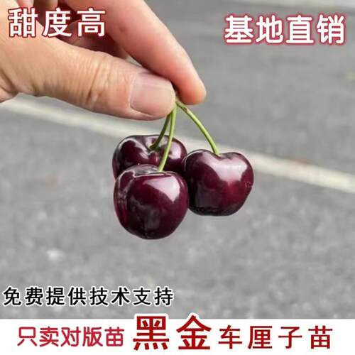 新品种嫁接黑金车厘子苗大樱桃树苗南北方盆栽地栽庭院当年结果