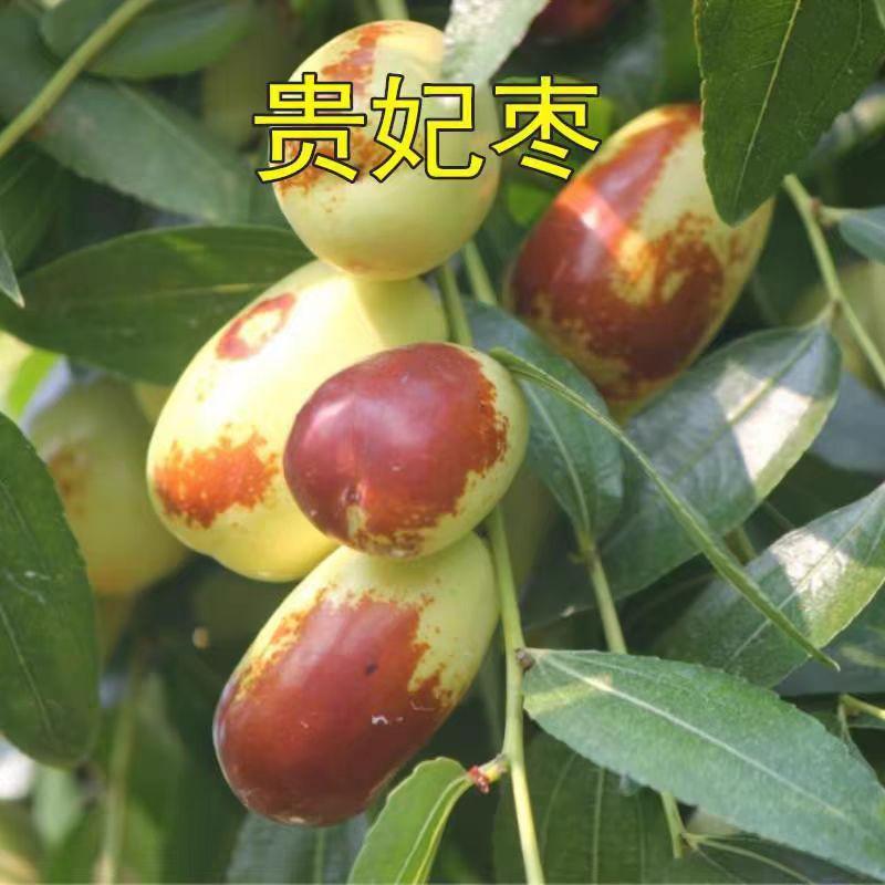 正宗罗江贵妃枣苗枣子树苗嫁接甜枣苗贵妃枣树苗当年结果盆栽地栽