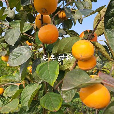 太丰甜柿苗日本脆甜柿子水果柿子苗庭院地栽南方北方盆栽当年结果