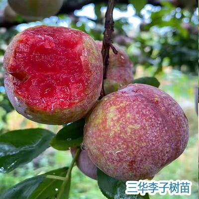 三华李子树苗新品种庭院果苗