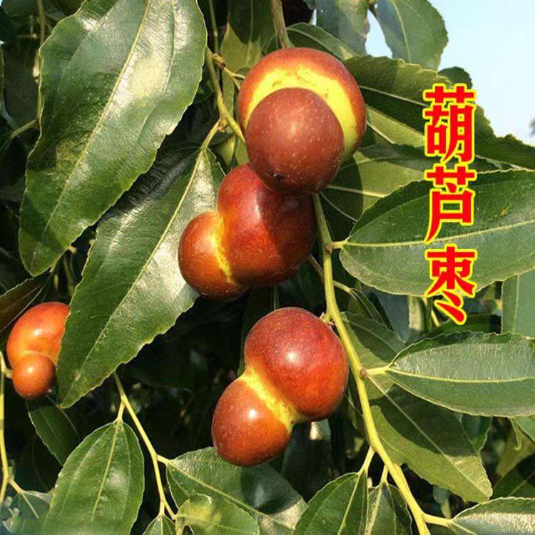 嫁接金丝糖葫芦枣树活苗脆甜二代葫芦枣树苗南方北方盆栽地栽果苗