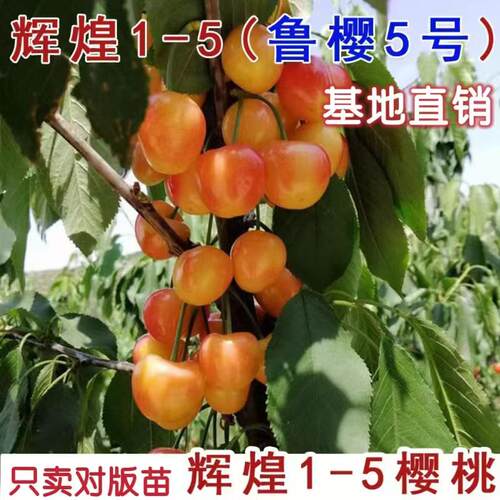嫁接辉煌1-5樱桃树苗特大黄色蜜甜鲁樱5号车厘子苗北南方当年结果